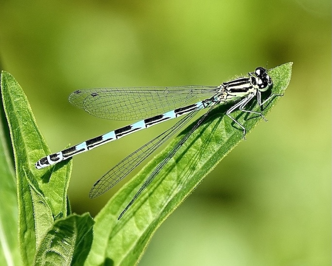 azure damselfly